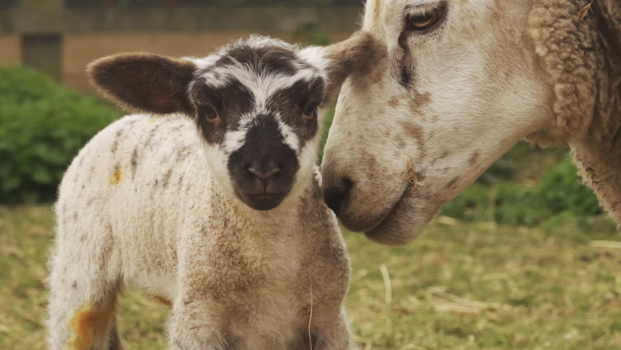 FILM: Sheep Actually & Talk by Director Paul Wyatt